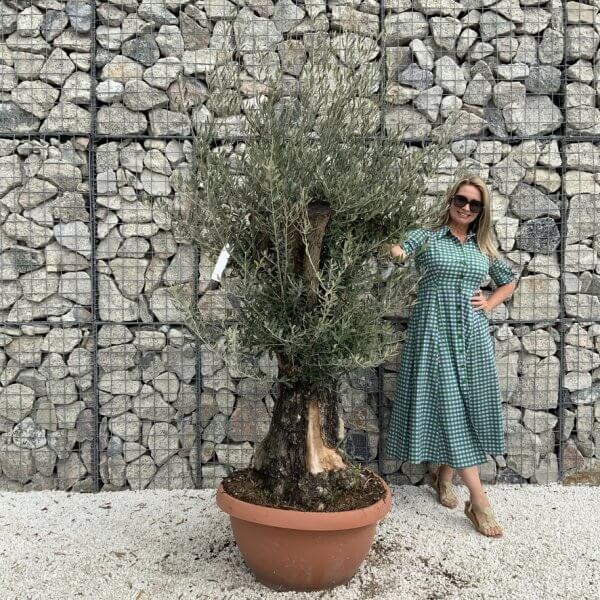 Olive Tree Gnarled XXL Natural Crown (In Patio Pot) H943 - EB02B6DA 3469 47C1 AFC1 BF257D819331 1 105 c