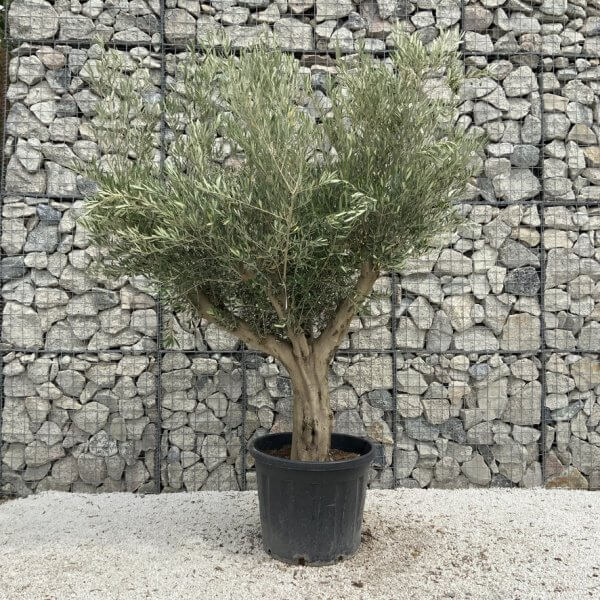 Tuscan Olive Tree XXL Fluted/Chunky Multi Stem J048 - EB8B547B A18C 40B7 89DE 7B4D5522A77B 1 105 c