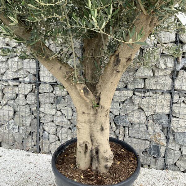 Tuscan Olive Tree XXL Fluted/Chunky Multistem J093 - EBA119D1 CB8F 42AE B012 9FA872C19BEB scaled