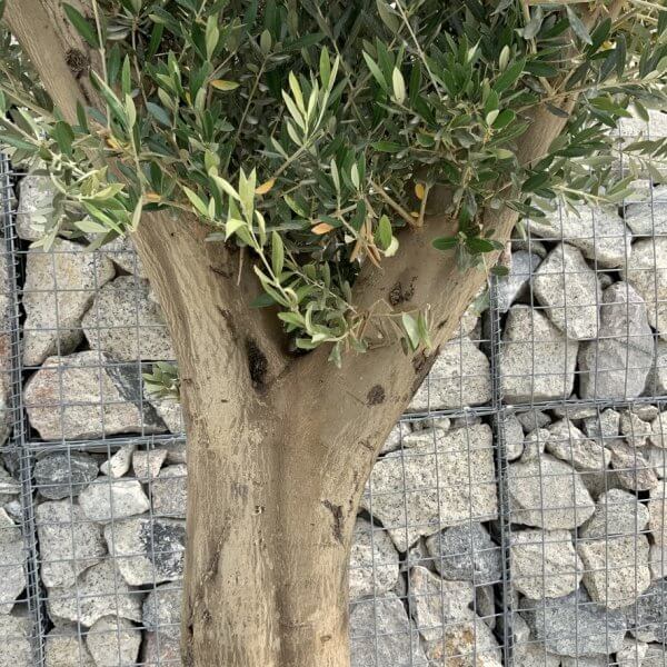 Tuscan Olive Tree XXL Fluted/Chunky Multi Stem J025 - F1F768A8 C5A7 45EB ABB0 AA151D23F985 1 105 c