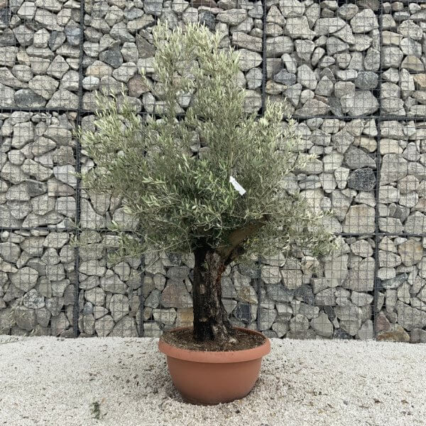 Olive Tree Gnarled XXL Natural Crown (In Patio Pot) H972 - F2758135 6180 4A20 8C47 F1EE3CCAE6CB 1 105 c