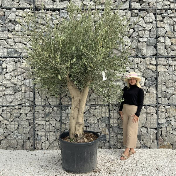 Tuscan Olive Tree XXL Fluted/Chunky Multistem J092 - F75D5CF1 94BE 415D A994 1A87B589C089 1 scaled