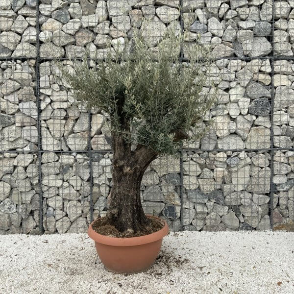 Olive Tree Gnarled XXL Natural Crown (In Patio Pot) H935 - F9999618 DCDB 485A 873D 29D00504EC52 1 105 c