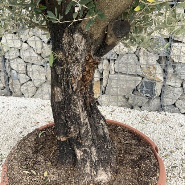 Olive Tree Gnarled XXL Natural Crown (In Patio Pot) H972 - FA95862C 91FB 4600 B5E5 B5487E6169A8 1 105 c