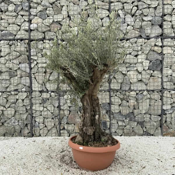 Olive Tree Gnarled XXL Natural Crown (In Patio Pot) H949 - FAB45DF5 81DA 4FDE A483 525C954A5F37 1 105 c