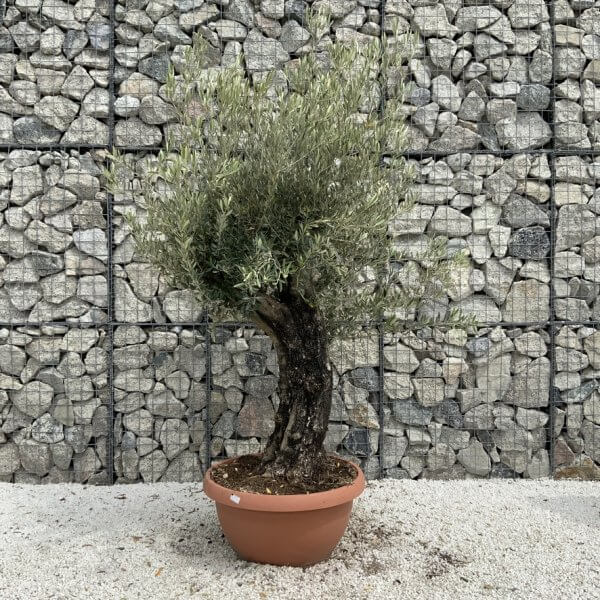 Olive Tree Gnarled XXL Natural Crown (In Patio Pot) H941 - FB244F61 7D27 48B4 8D8A 47260C65F56C 1 105 c