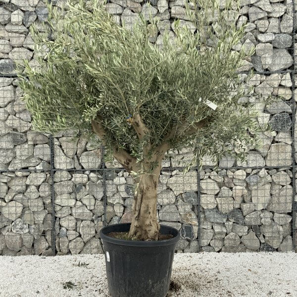 Tuscan Olive Tree XXL Fluted/Chunky Multi Stem J076 - FCE39895 3BA6 44C2 82F1 E248FDC818D1 1 201 a scaled