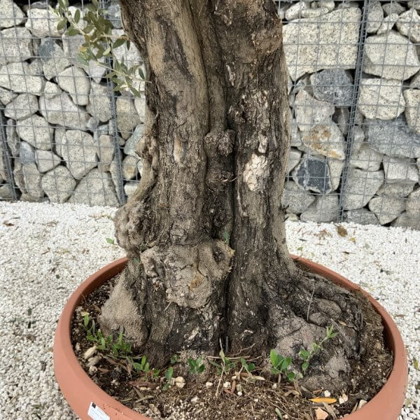 Olive Tree Gnarled XXL Natural Crown (In Patio Pot) H949 - FDB7CE69 C5D3 4C31 A289 FECA4124EC16 1 105 c