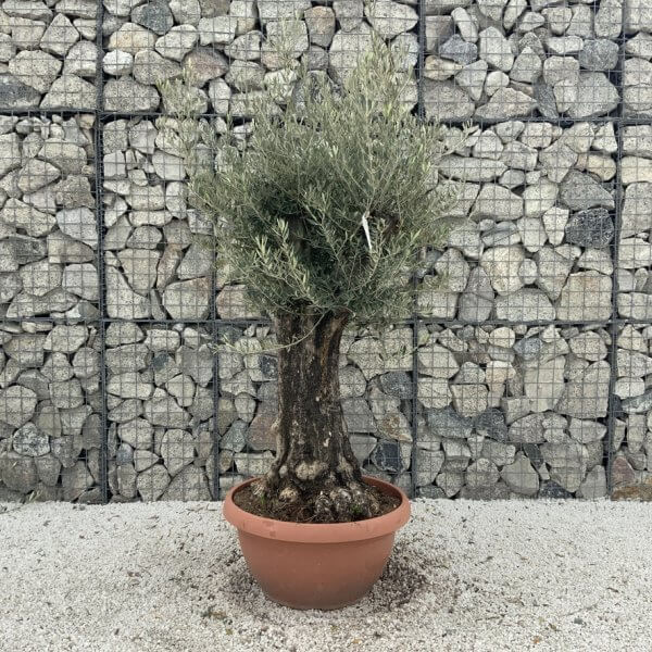 Olive Tree Gnarled XXL Natural Crown (In Patio Pot) H962 - FDE63682 288F 4115 A34C 71649A45702F 1 105 c