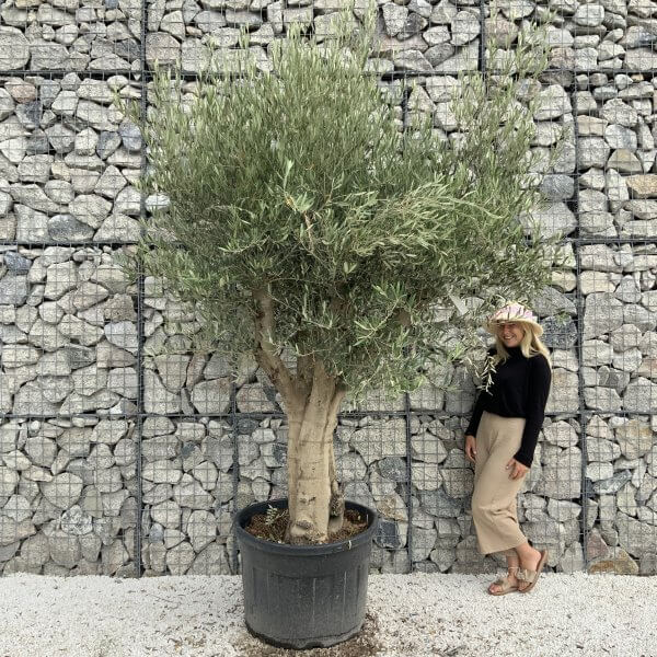 Tuscan Olive Tree XXL Fluted/Chunky Multistem J118 - FDF8E02D 7452 4F6B 92CE D62FB6F02572 scaled