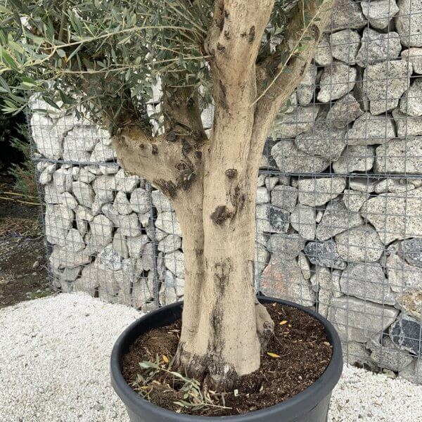 Tuscan Olive Tree XXL Fluted/Chunky Multistem J145 - FF40D639 A76E 44D2 89F4 7A37C3476F76 1 105 c