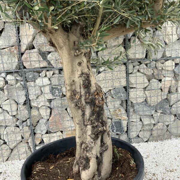 Tuscan Olive Tree XXL Fluted/Chunky Multistem J043 - 00ED1C70 071B 4138 BF97 61F4CF991534 1 105 c