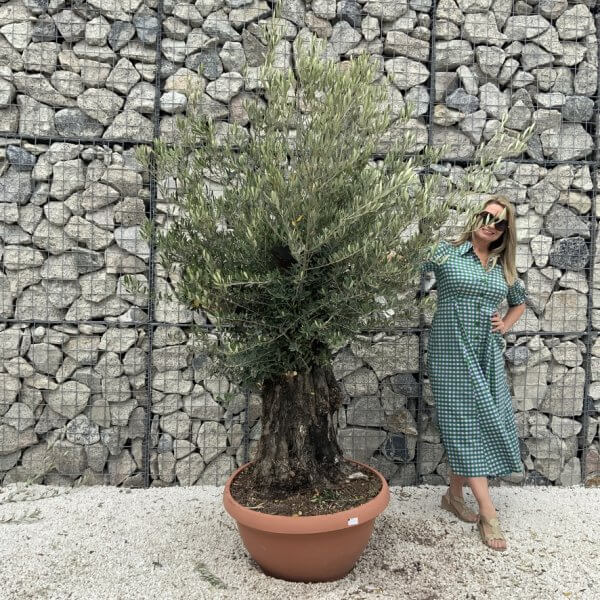 Olive Tree Gnarled XXL Natural Crown (In Patio Pot) H984 - 028A9E7C 3F97 4D3E 968F 990259C80734 1 105 c