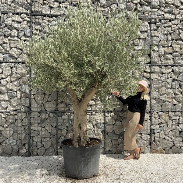 Tuscan Olive Tree XXL Fluted/Chunky Multistem J122 - 03539C11 BCB9 4C74 98EE 93923F6D1B57 scaled