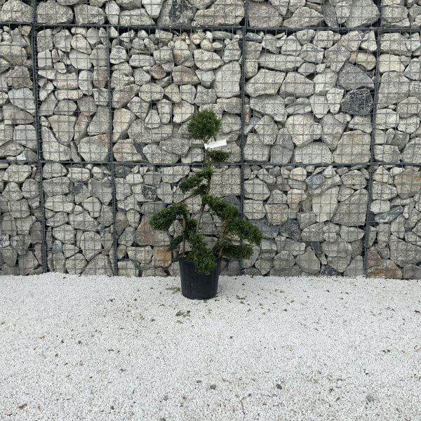 Ilex Crenata Kinme Cloud Tree J229 - 0543BE26 3FED 472C AC62 D62AA943F91A 1 201 a scaled