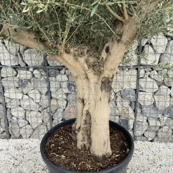 Tuscan Olive Tree XXL Fluted/Chunky Multistem J113 - 0548E303 A50D 4CBD B256 BCAC5A4E260D 1 105 c