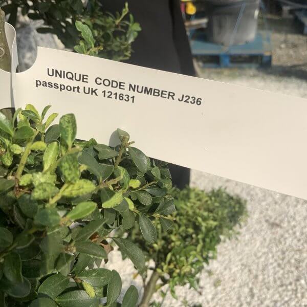 Ilex Crenata Kinme Cloud Tree J236 - 0574E79A 1814 4F6B 9D08 794CF7F471C4 scaled