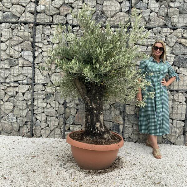 Olive Tree Gnarled XXL Natural Crown (In Patio Pot) H930 - 06C45B23 B23C 4EBB A0E1 DD59C0A3F1C8 scaled