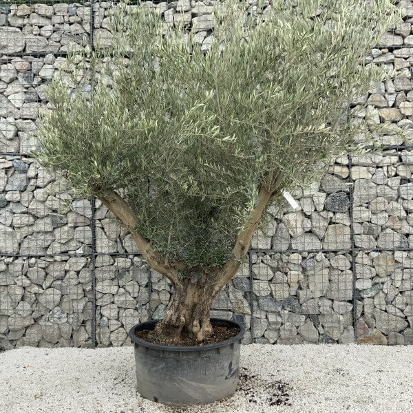 Gnarled Olive Tree XL Multi Stem Low Bowl J161 - 08F68931 15D7 47FE BE35 08C318A8A041 scaled