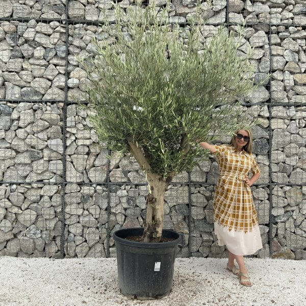 Tuscan Olive Tree XXL Fluted/Chunky Multistem J038 - 0A2EF748 855A 432C BCD8 228B134269A4 scaled