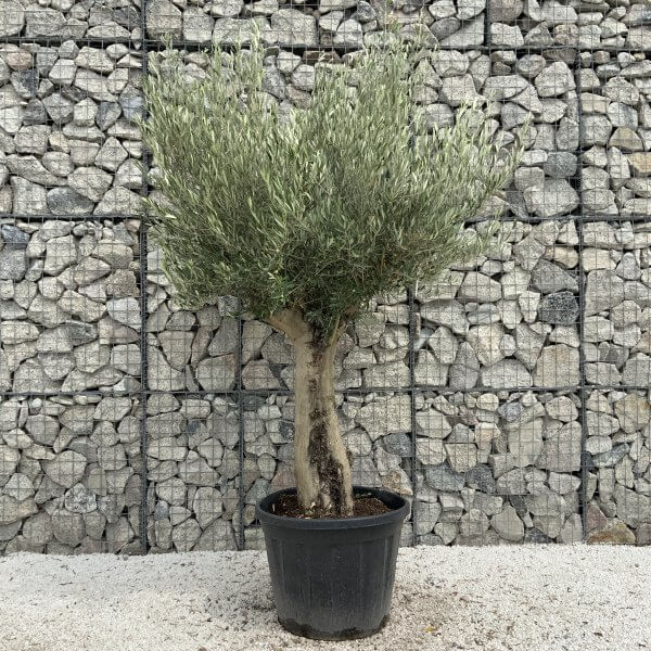 Tuscan Olive Tree XXL Fluted/Chunky Multistem J049 - 0A9D0DE0 E814 49FF 9F65 0C72E9F07F11 scaled