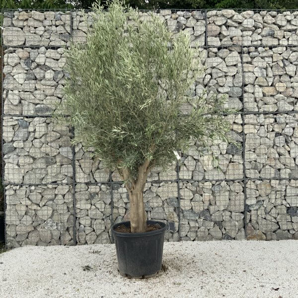 Tuscan Olive Tree XXL Fluted/Chunky Multistem J074 - 0B933C53 5B46 4F98 A9C9 465BC4B03BE2 1 scaled