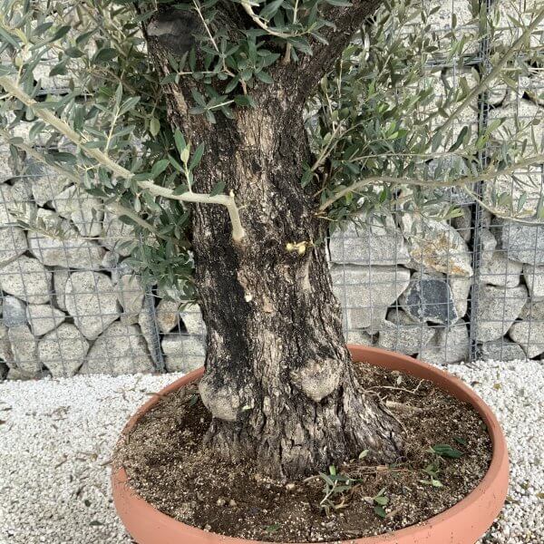 Olive Tree Gnarled XXL Natural Crown (In Patio Pot) H946 - 0BF98A3B 0473 453E A63B 215C458030C3 scaled