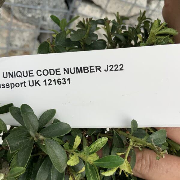 Ilex Crenata Kinme Pom Pon Cloud Tree J222 - 0DB32AF1 F2DF 439C A118 01B19CB45434 scaled