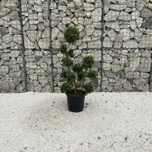 Ilex Crenata Kinme Pom Pon Cloud Tree J223 - 0DF17968 DBAD 4ED4 9D40 F1FD383F55DA scaled