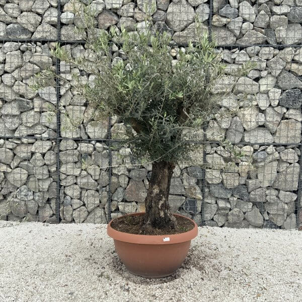 Olive Tree Gnarled XXL Natural Crown (In Patio Pot) H958 - 0F5597F0 845F 48D2 86BF C3ED1BE08E6A scaled