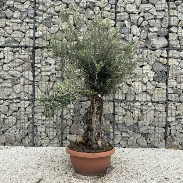 Olive Tree Gnarled XXL Natural Crown (In Patio Pot) H969 - 1049878C 973A 41DC B961 29C8DCD5E9E6 scaled