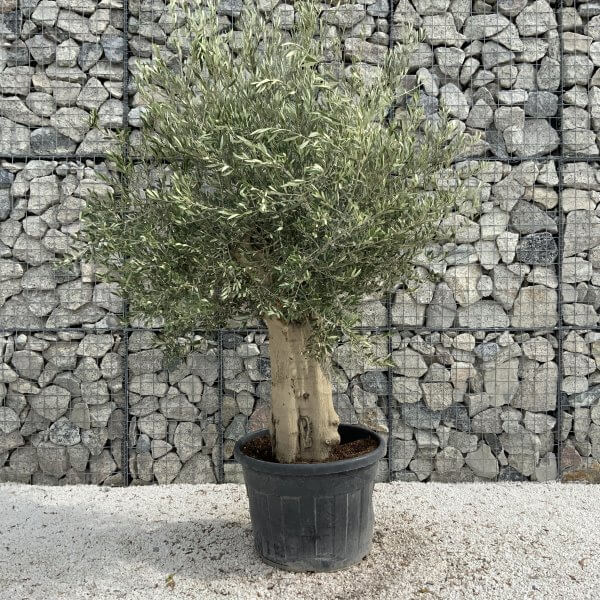 Tuscan Olive Tree XXL Fluted/Chunky Multistem J013 - 10BDBDDC 4BE7 44A3 9DCE DD41F843AB96 scaled