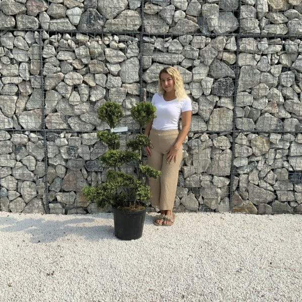 Ilex Crenata Kinme Cloud Tree J200 - 1382264F B94F 4437 9A75 92FCBA3E4841 scaled