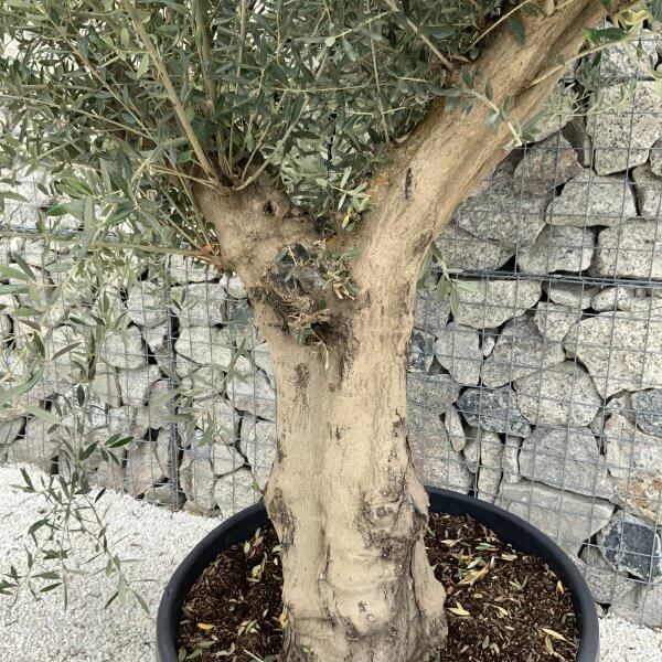 Tuscan Olive Tree XXL Fluted/Chunky Multistem J144 - 14438048 7C8C 4619 B06F 0B39CD763525 scaled