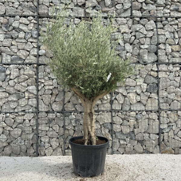 Tuscan Olive Tree XXL Fluted/Chunky Multistem J028 - 14C5D82A 6463 4555 9A1A 74BC7CED90BA scaled