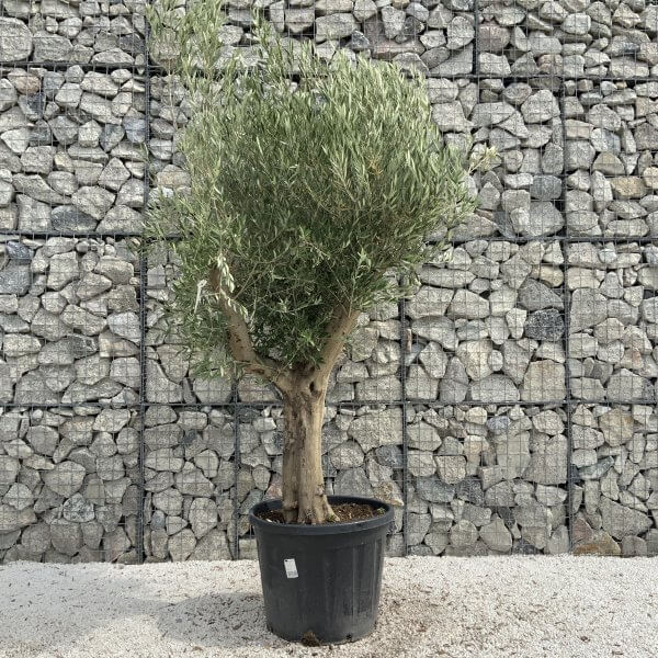 Tuscan Olive Tree XXL Fluted/Chunky Multistem J027 - 15B515E4 9F39 4452 98D2 C87CD99DF5F8 scaled