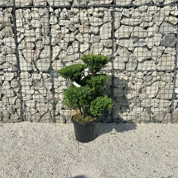 Ilex Maximowicziana Cloud Tree J268 - 16693173 CC80 4B98 B681 AD5BCA94356E 1 201 a scaled