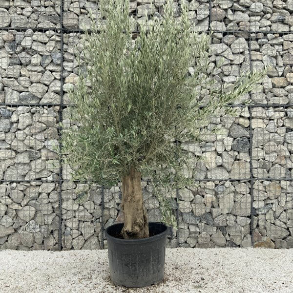 Tuscan Olive Tree XXL Fluted/Chunky Multistem J123 - 1B40ECCF 5388 4637 868D 0781134671F7 scaled