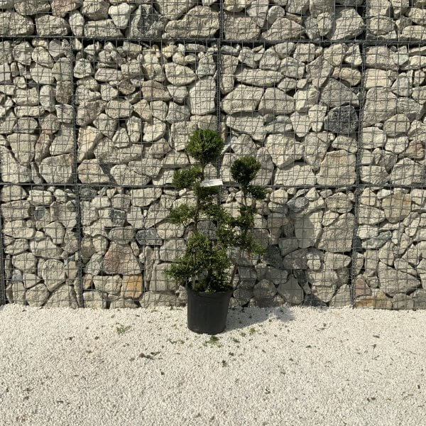 Ilex Crenata Kinme Cloud Tree J239 - 1C85F163 0FF9 4EC0 8E30 48C6A16191D1 scaled