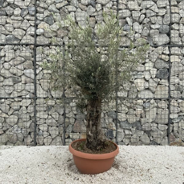 Olive Tree Gnarled XXL Natural Crown (In Patio Pot) H951 - 1D0C1D01 4FCE 427A BB1A AF234D260D27 scaled