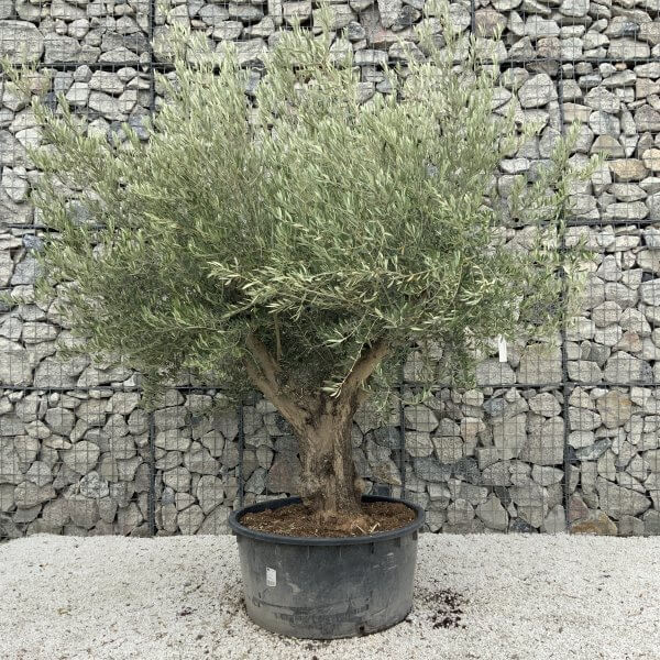 Gnarled Olive Tree XL Multi Stem Low Bowl J166 - 1EC92BCF A8FF 4C07 A62A 59C8AFE14411 scaled