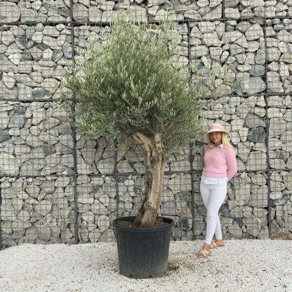 Tuscan Olive Tree XXL Fluted/Chunky Multistem J069 - 1EE3BDE8 2609 42A5 98FA 807209F32340 scaled