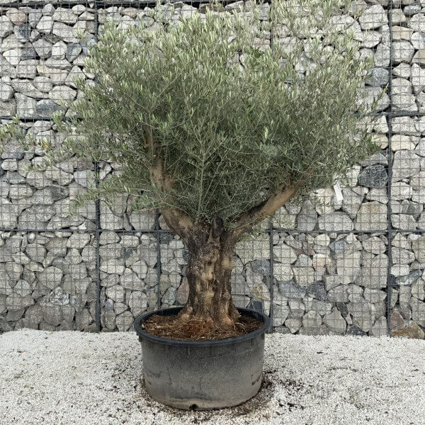 Gnarled Olive Tree XL Multi Stem Low Bowl J174 - 2196EA1F 6EBB 4127 9321 4AF86C3DAC44 scaled