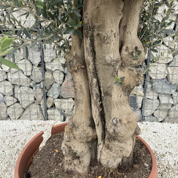 Olive Tree Gnarled XXL Natural Crown (In Patio Pot) H989 - 22CFF5E0 2A6F 4675 80D8 D49F789E0429 1 105 c