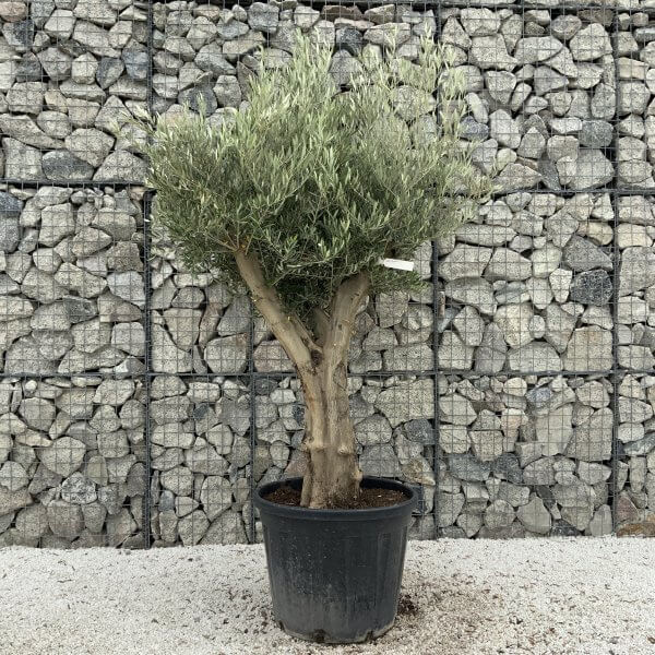 Tuscan Olive Tree XXL Fluted/Chunky Multistem J039 - 288670E6 F03D 4E9A 87B0 21813E990625 scaled