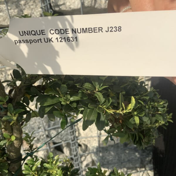 Ilex Crenata Kinme Cloud Tree J238 - 2A69CE62 DC0E 4247 A6C9 C44EF87BA231 scaled