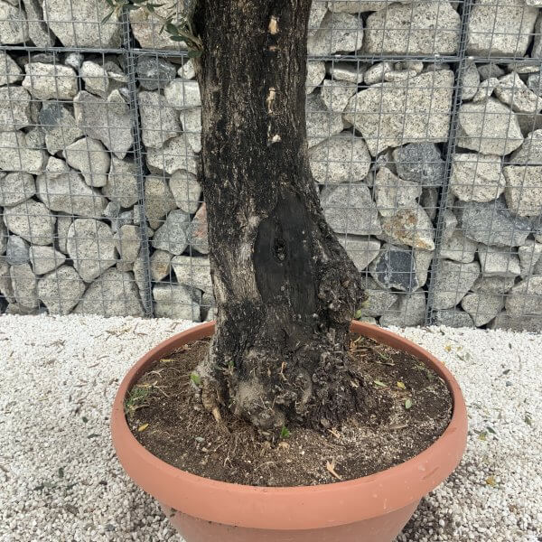 Olive Tree Gnarled XXL Natural Crown (In Patio Pot) H960 - 2B41FE03 397E 4020 B454 20F03B53B46C scaled