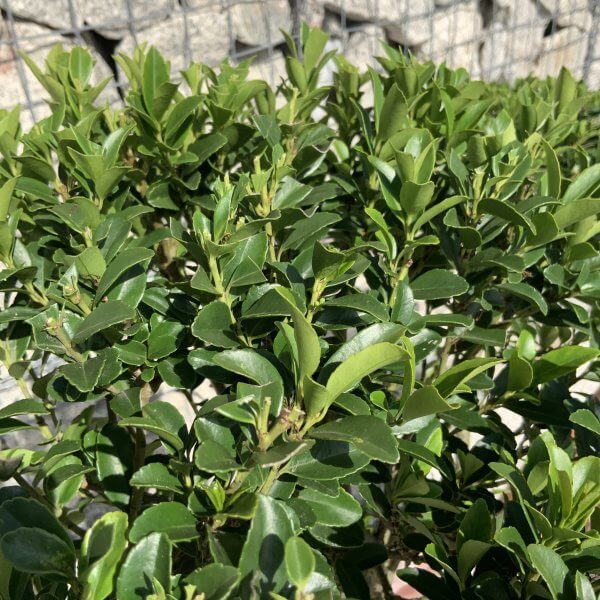 Ilex Maximowicziana Cloud Tree J183 - 2BC0DFF4 4FC8 4A7C BD33 397308F2575A scaled