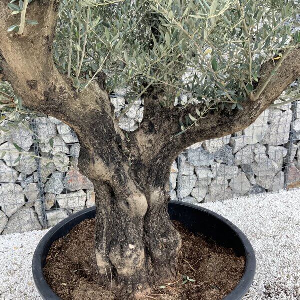 Gnarled Olive Tree XL Multi Stem Low Bowl J151 - 2C84F216 653D 4FE8 9498 C1865100FC83 scaled