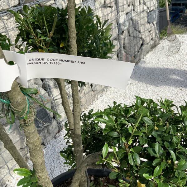 Ilex Maximowicziana Cloud Tree J184 - 2E916CE2 6F8C 4307 89FC 806F3F22CDA0 scaled